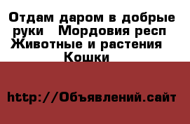 Отдам даром в добрые руки - Мордовия респ. Животные и растения » Кошки   
